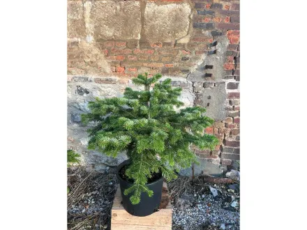 Satz von 25 Nadelbäumen 80/100 cm C20L - ABIES NORDMANN – RESALE