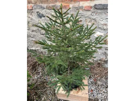 Satz von 25 Nadelbäumen 60/80 cm C10L – EXCELSA-FICHTE – RESALE