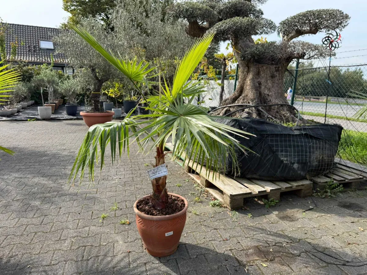 Washingtonia-Palme (Washingtonia robusta), ca. 150 cm hoch, Stammumfang ca. 35 cm, im Terrakotta-Top
