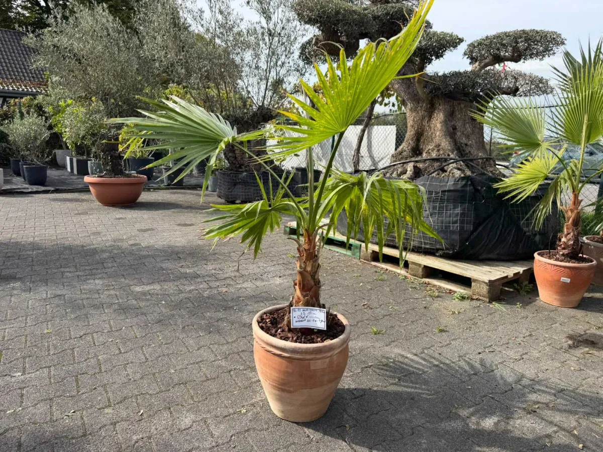 Washingtonia-Palme (Washingtonia robusta), ca. 150 cm hoch, Stammumfang ca. 35 cm, im Terrakotta-Top