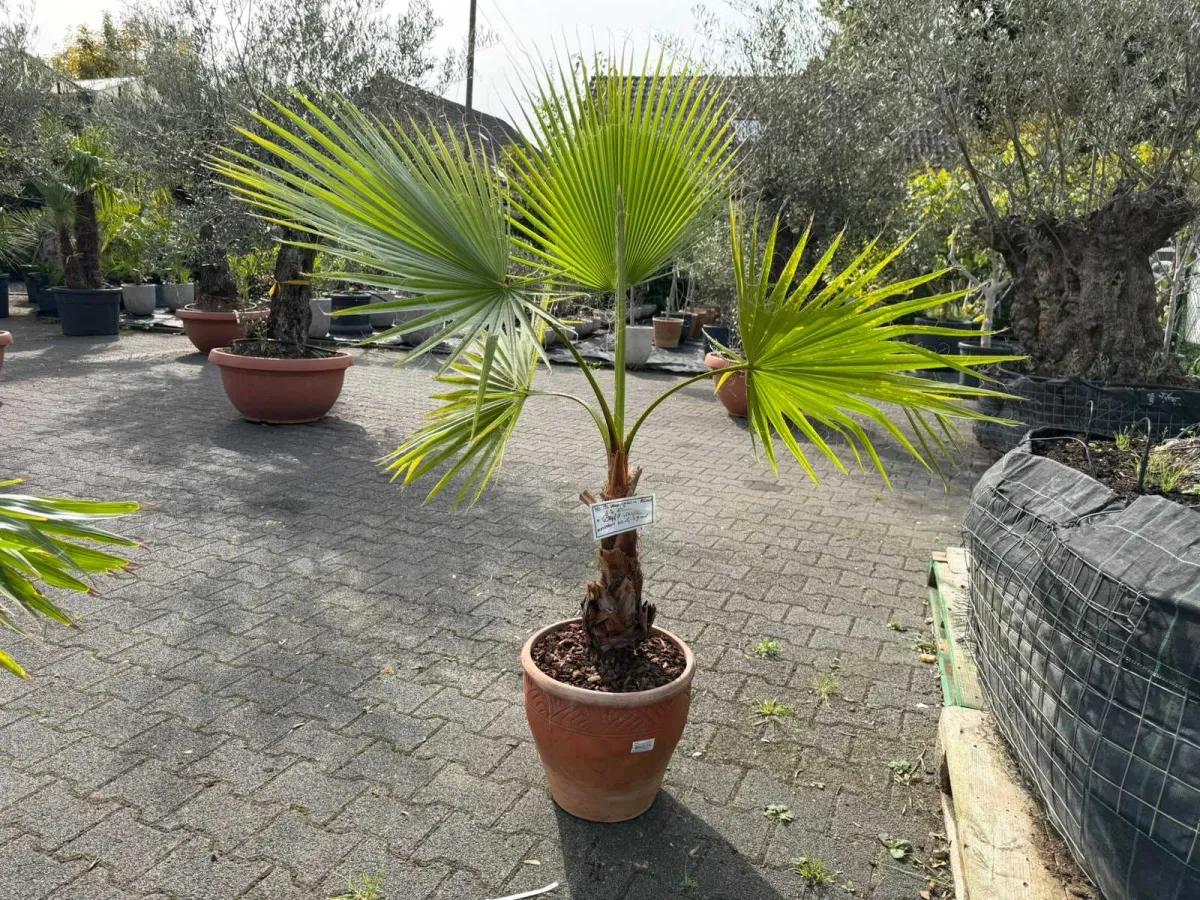 Washingtonia-Palme (Washingtonia robusta), ca. 160 cm hoch, Stammumfang ca. 35 cm, im Terrakotta-Top