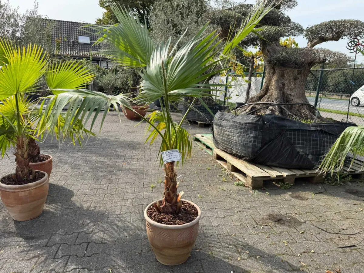 Washingtonia-Palme (Washingtonia robusta), ca. 170 cm hoch, Stammumfang ca. 35 cm, im Terrakotta-Top