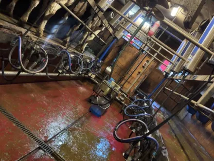 2004 DeLaval Milchsystem – DeLaval 2 x 7 professionelles Melkbecken, das das Melken von 14 Kühen erm – RESALE