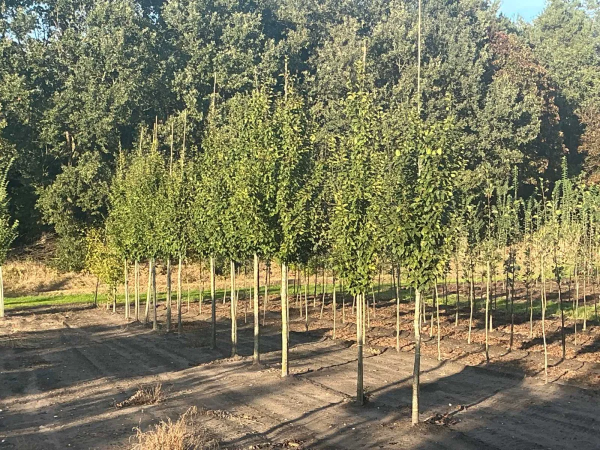 Carpinus betulus Lucas HS Hainbuche (ca. 18 Stück)