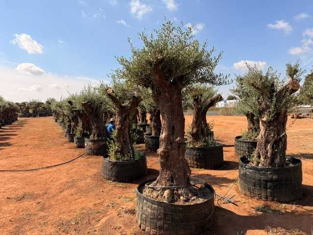 Zierolivenbaum Olea europaea