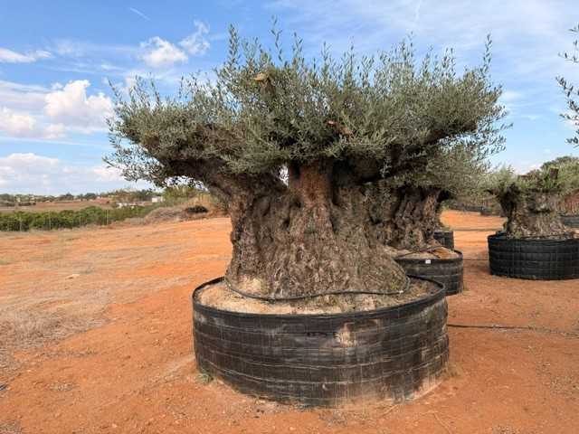 Tausendjähriger Zierolivenbaum Olea europaea