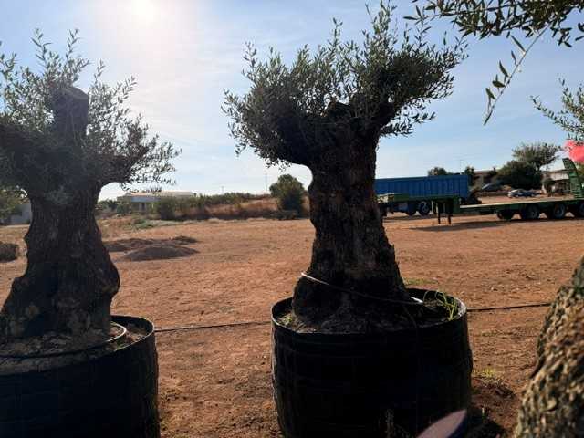 Olivo ornamental Olea europaea