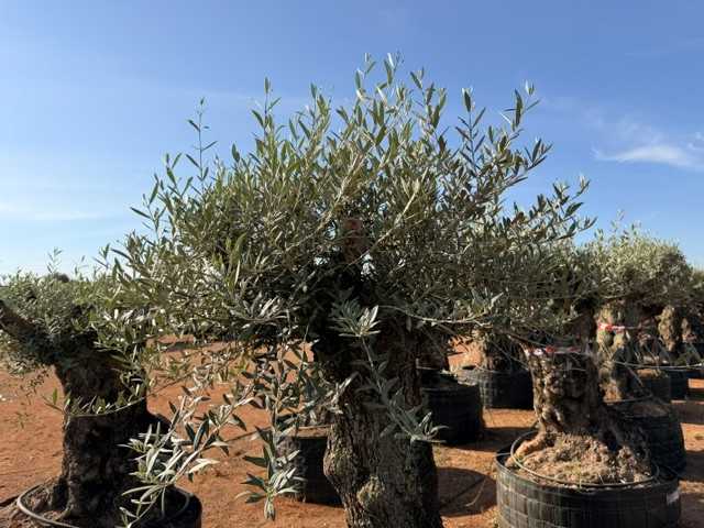 Olivo ornamental Olea europaea