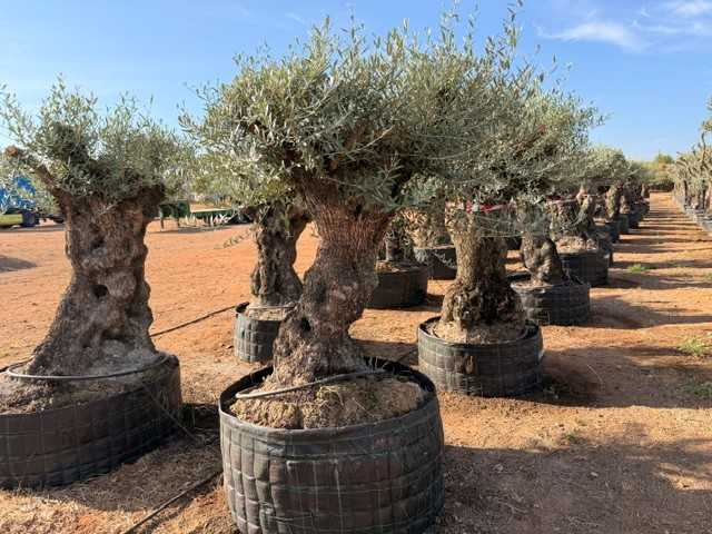 Olivo ornamental Olea europaea