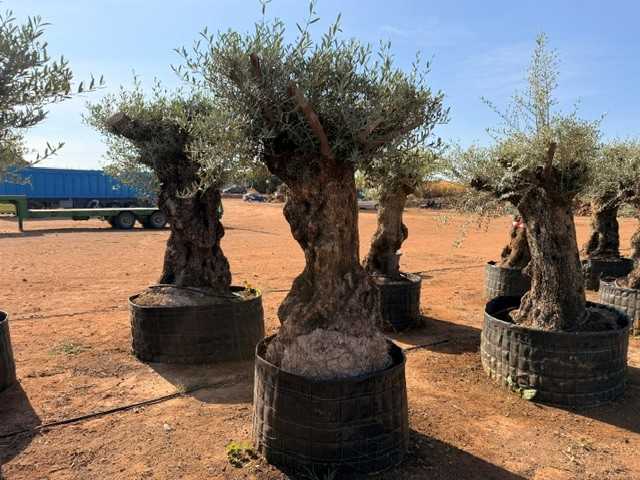 Olivo ornamental Olea europaea