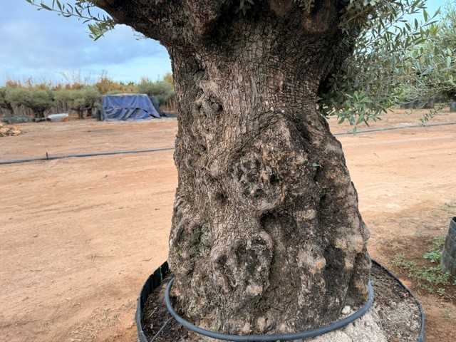Olivo ornamental Olea europaea