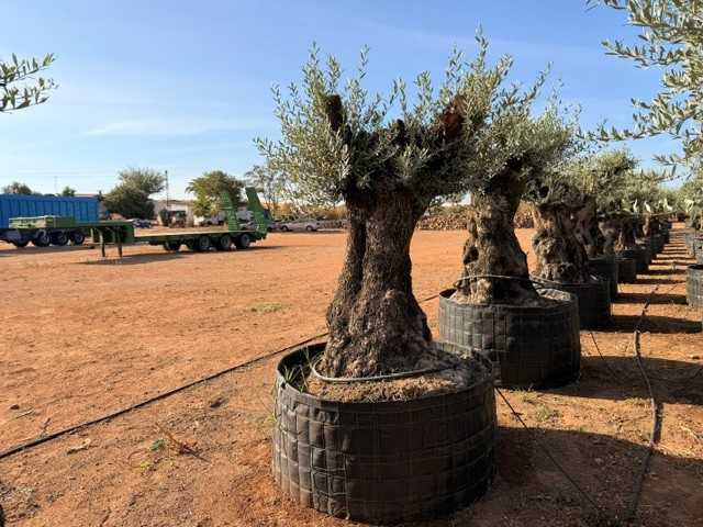 Olivo ornamental Olea europaea
