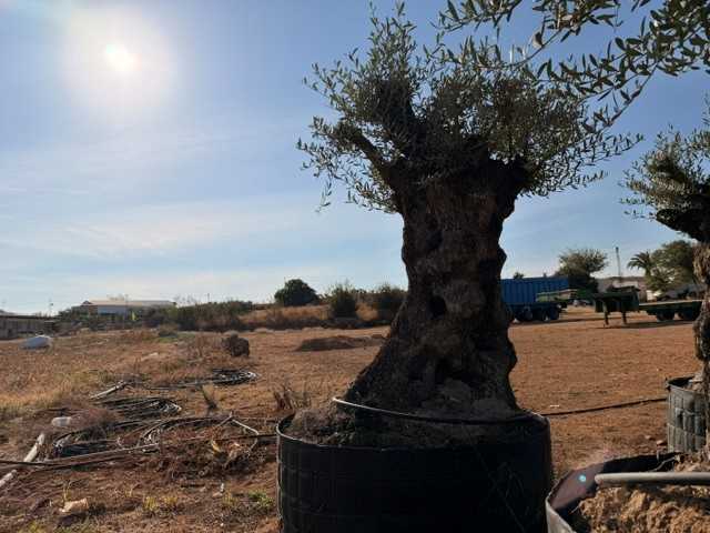 Olivo ornamental Olea europaea