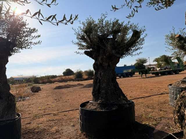 Olivo ornamental Olea europaea
