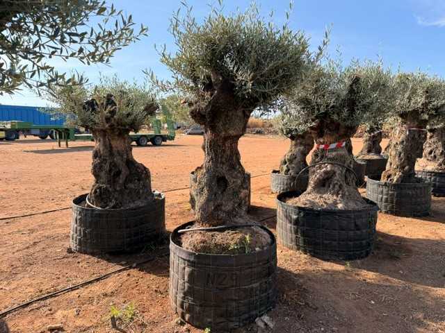 Olivo ornamental Olea europaea