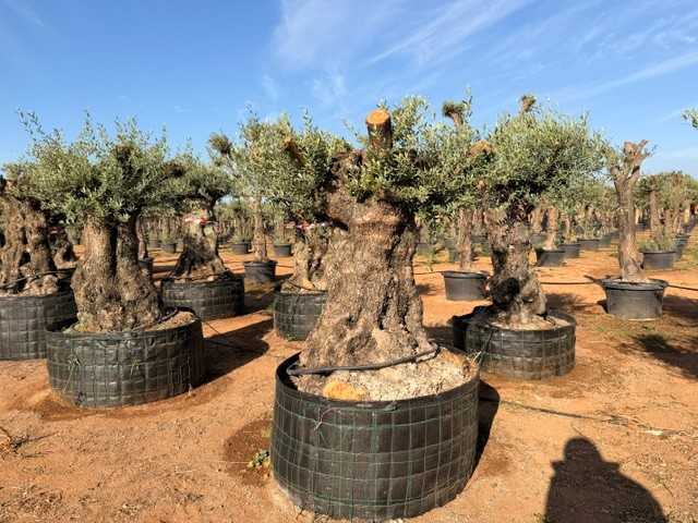Olivo ornamental Olea europaea