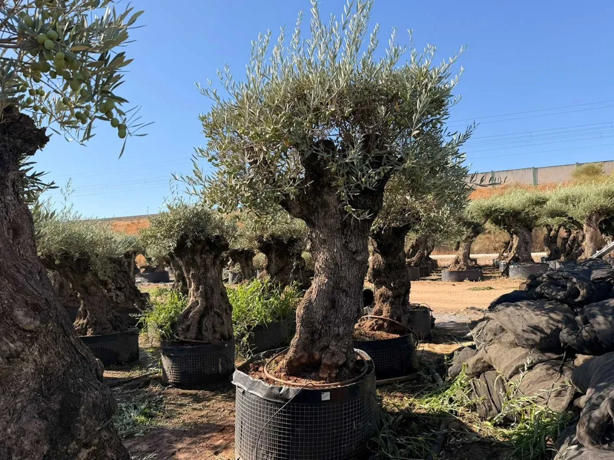 Olive tree