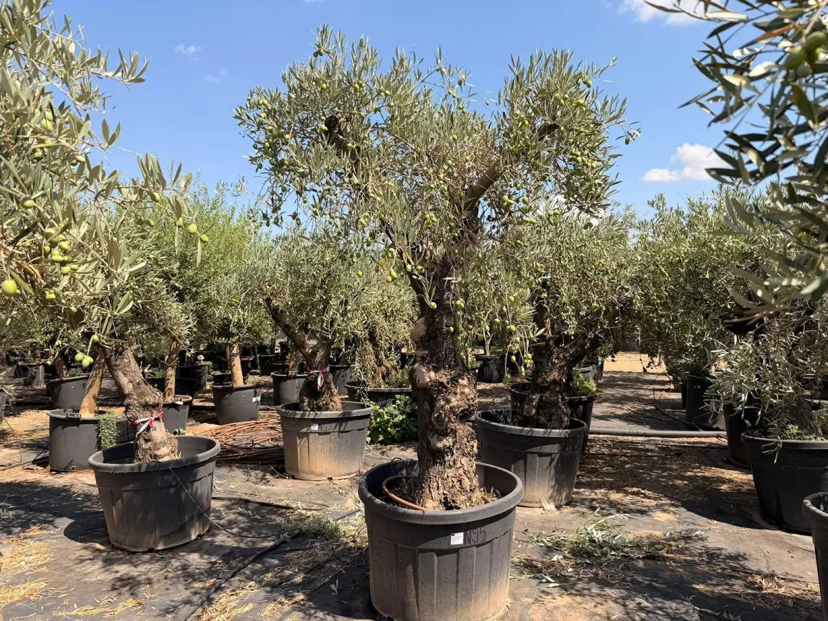 Olive tree