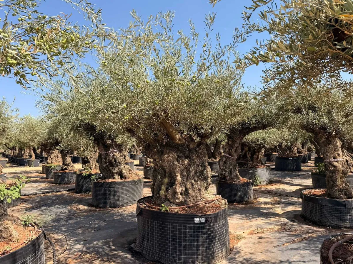 Olive tree