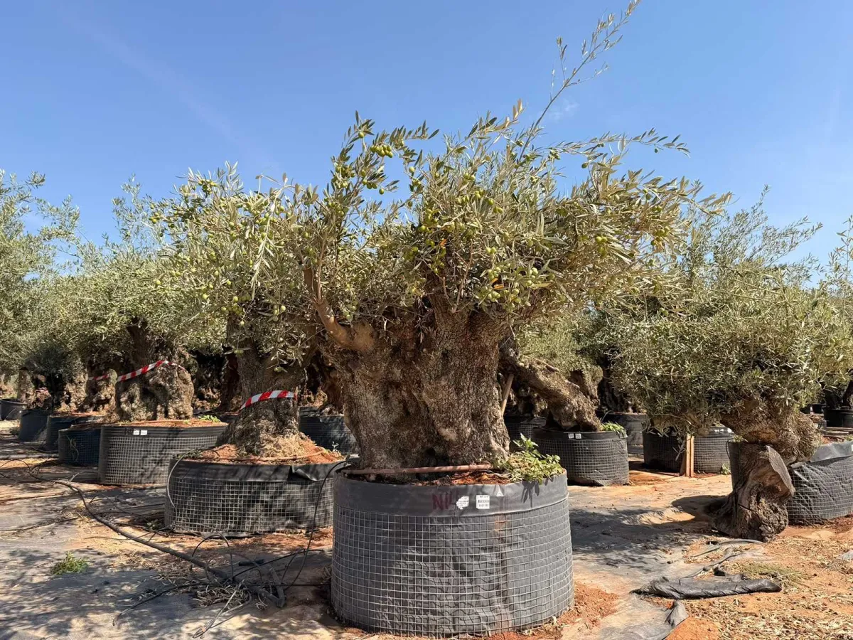 Olive tree
