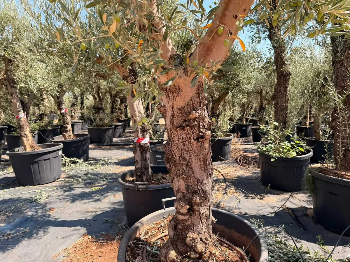 Olive tree