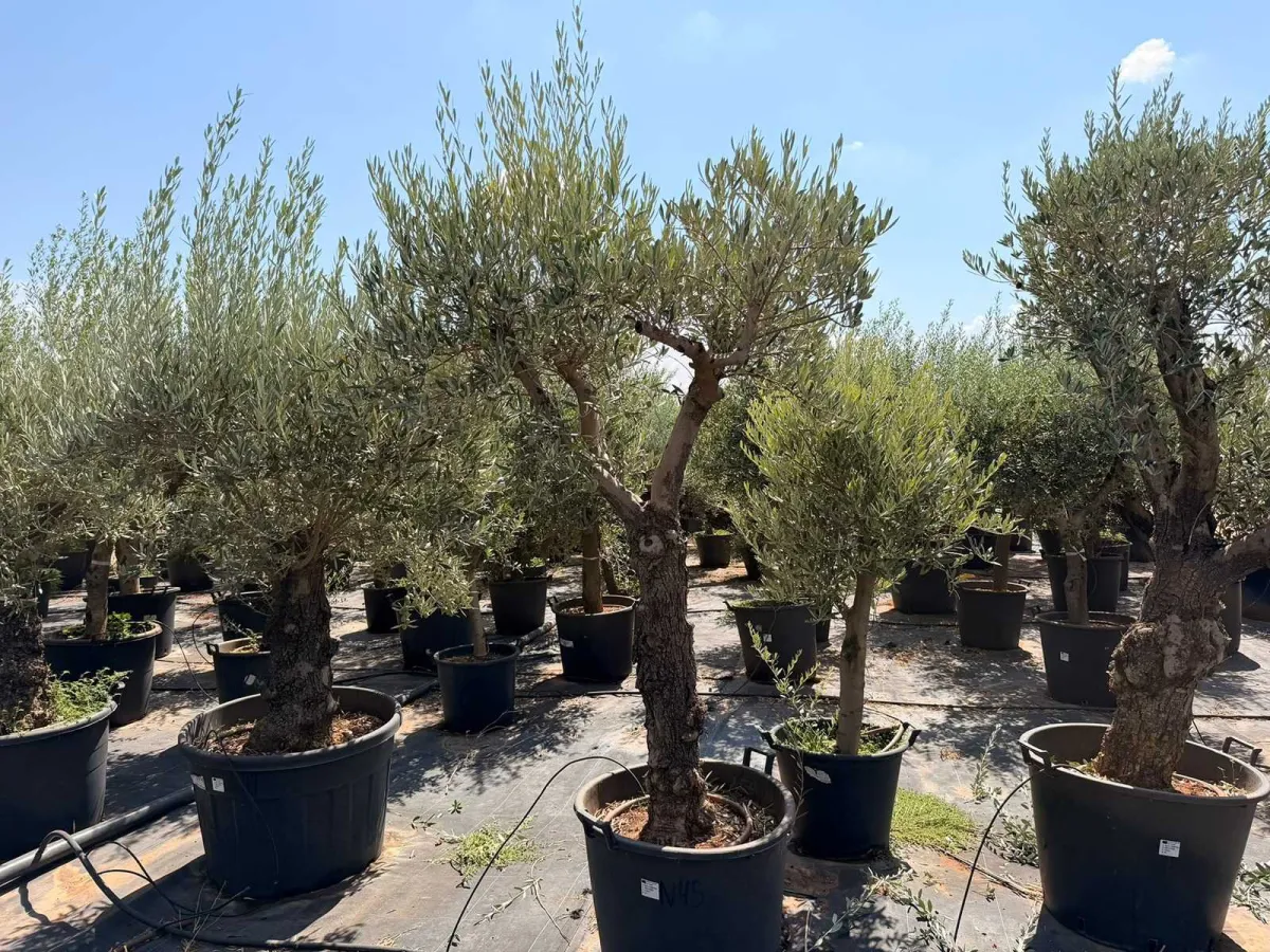 Olive tree