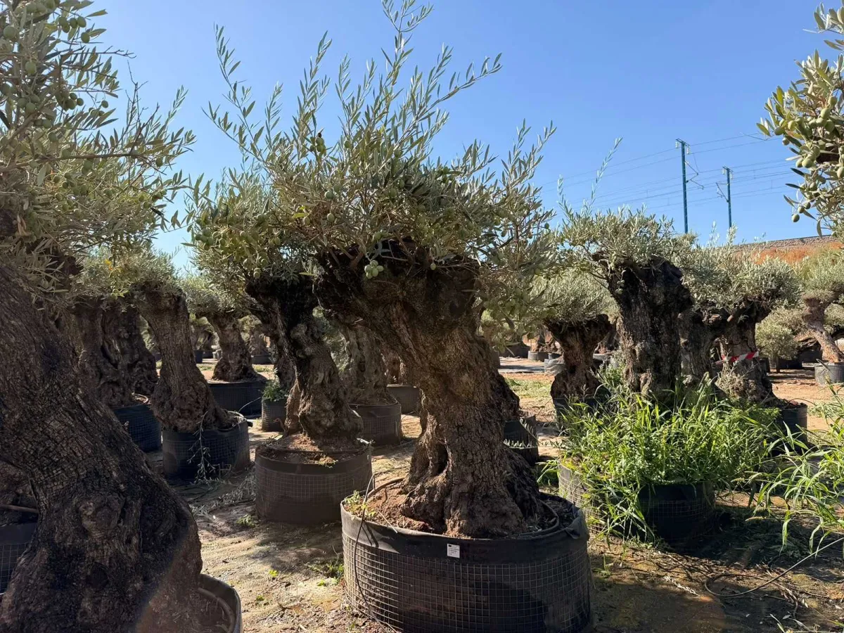 Olive tree