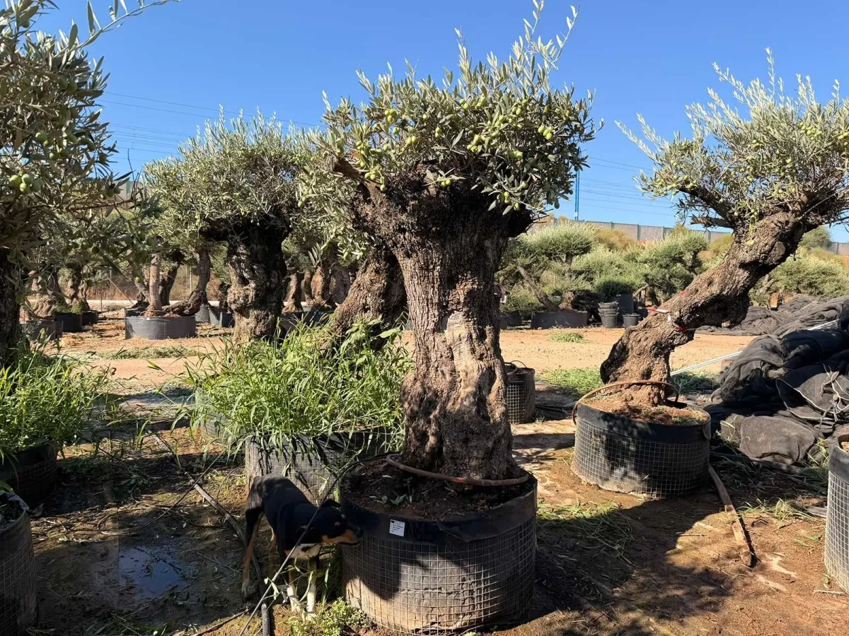 Olive tree