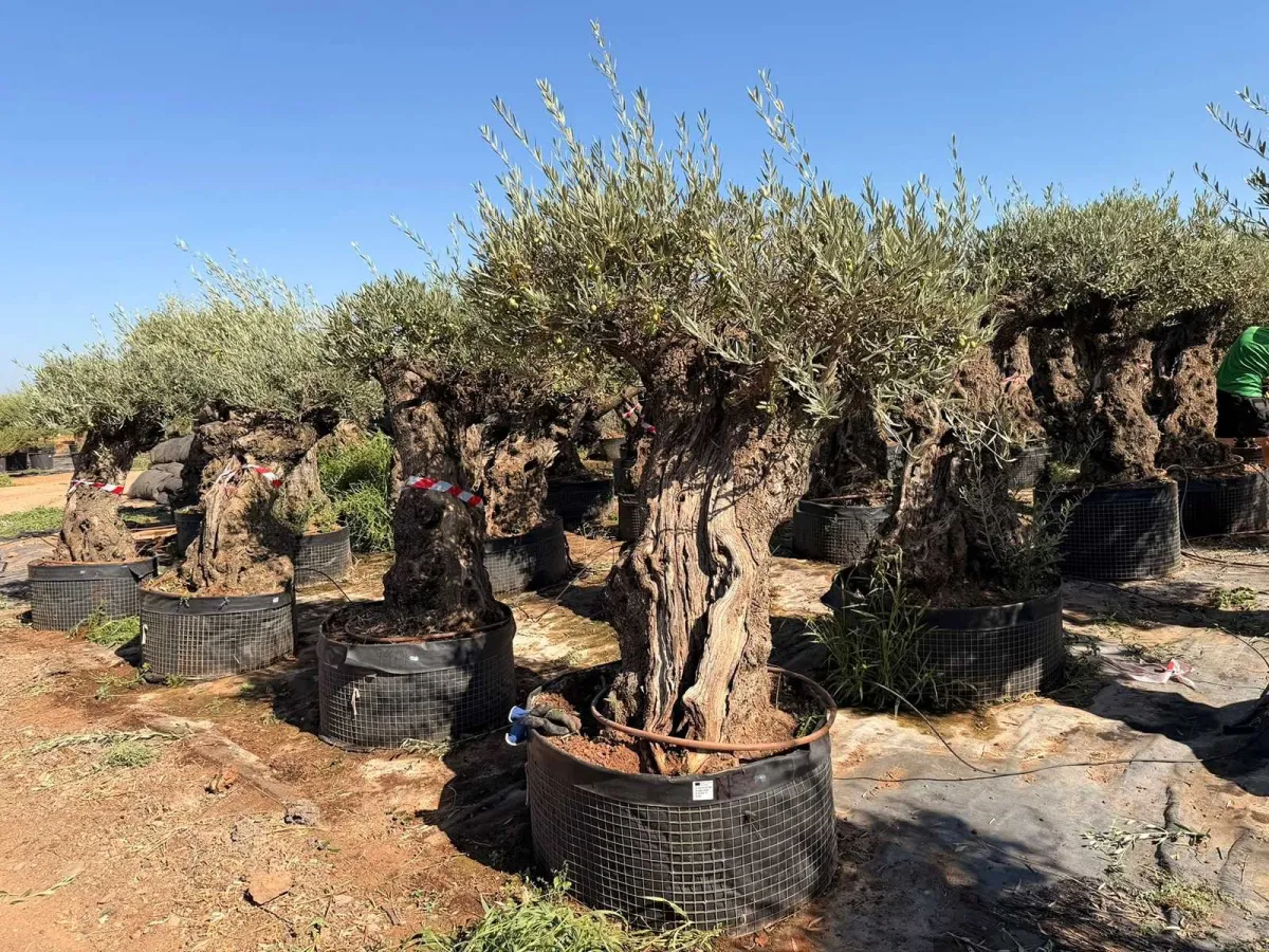 Olive tree
