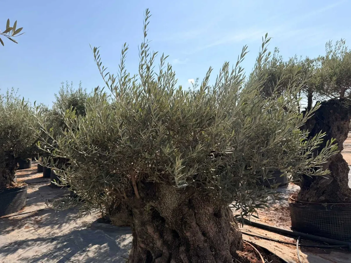 Olive Tree Bonsai