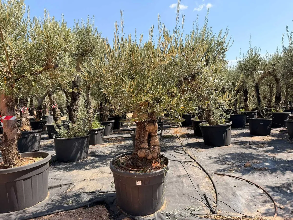 Olive tree