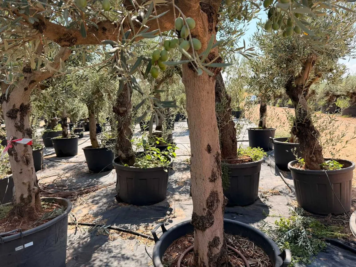 Olive tree