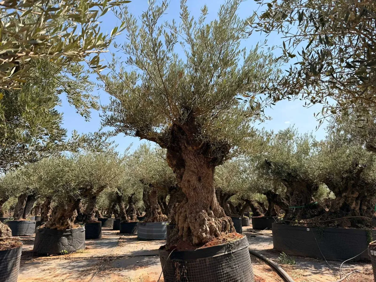 Olive tree