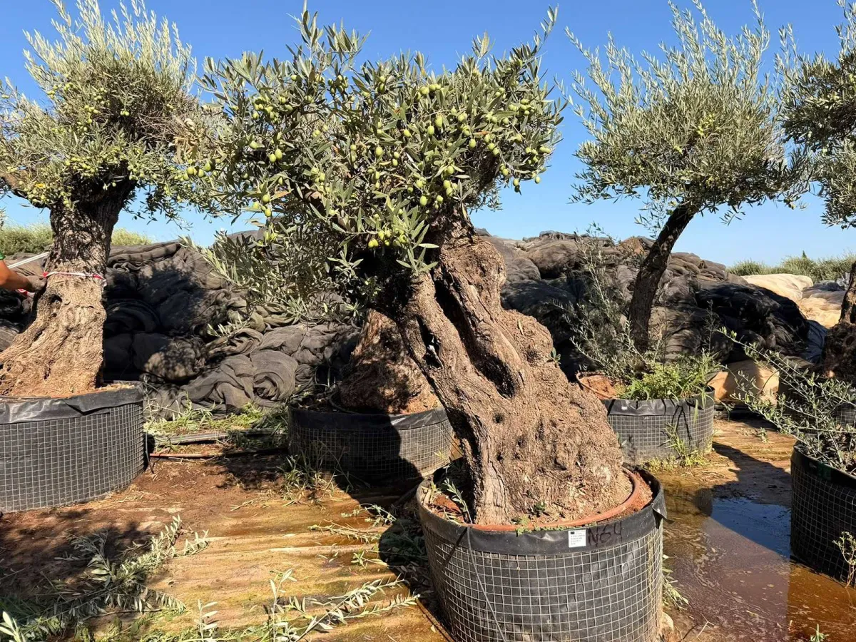 Olive tree