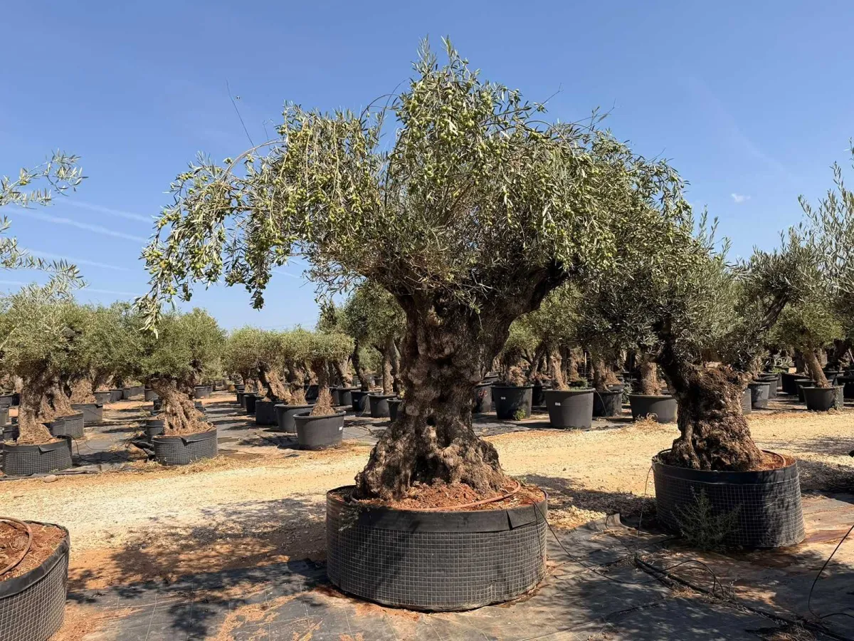 Olive tree