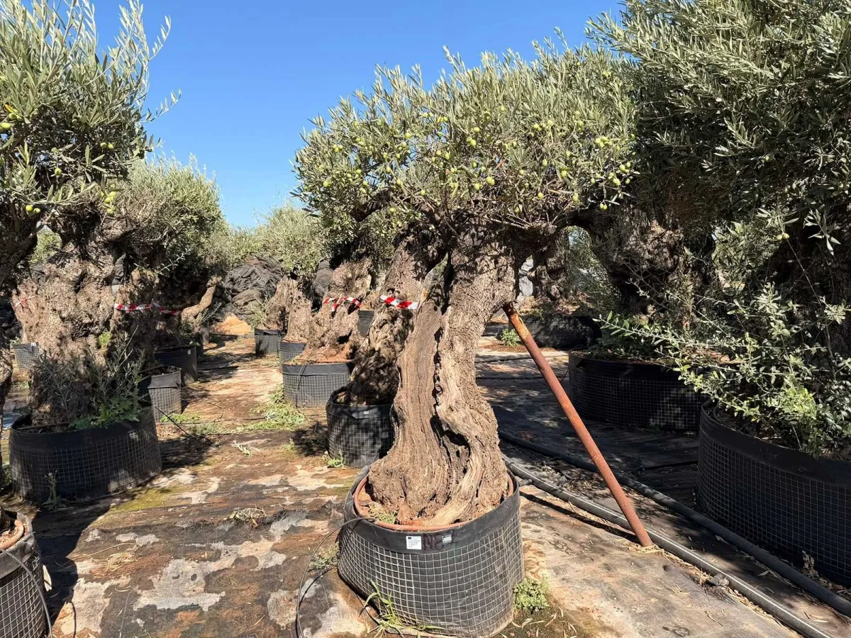 Olive tree