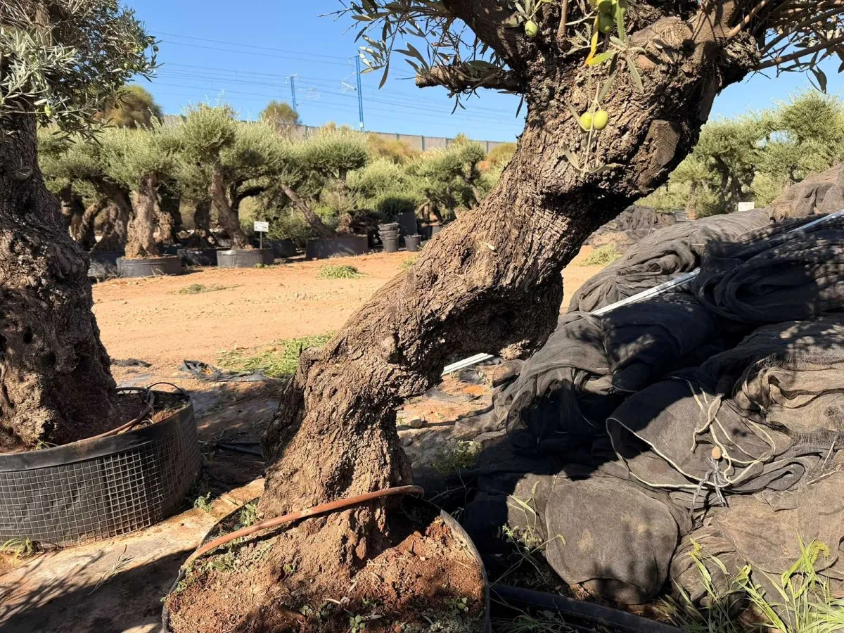Olive tree