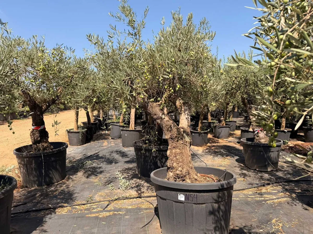 Olive tree