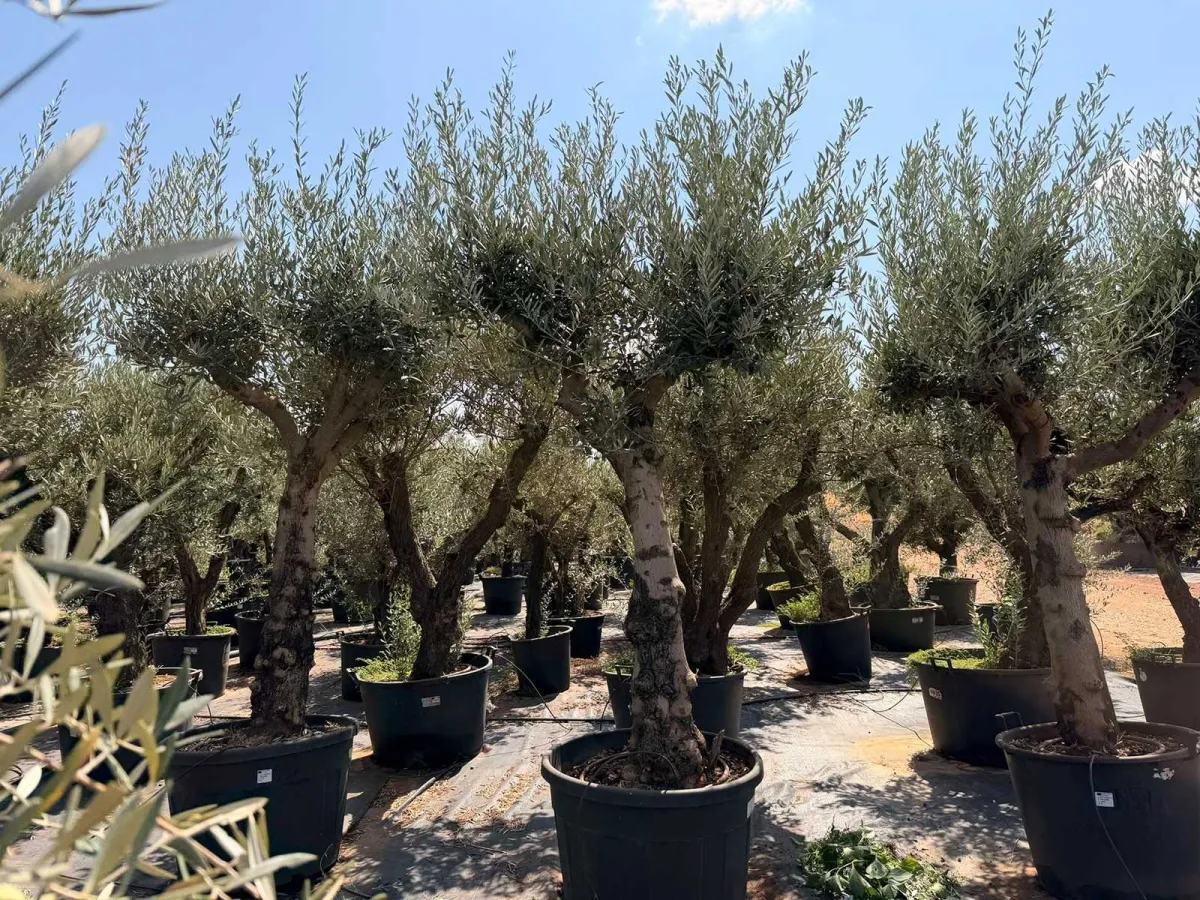 Olive tree