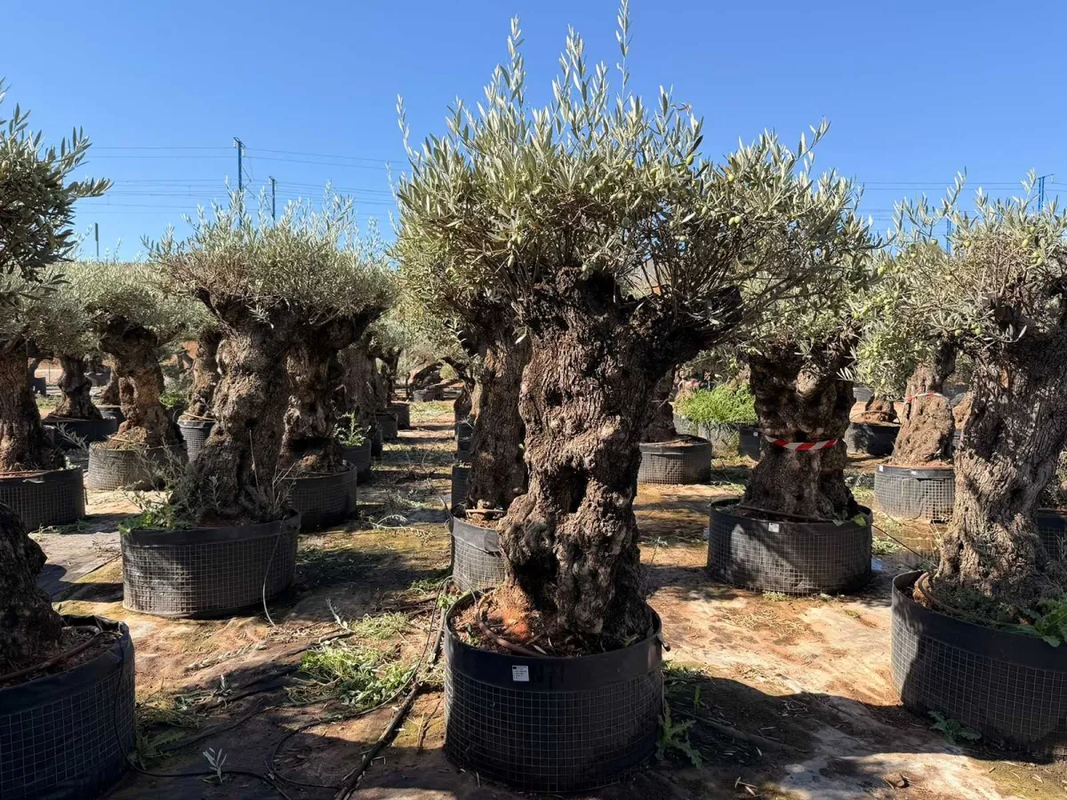 Olive tree