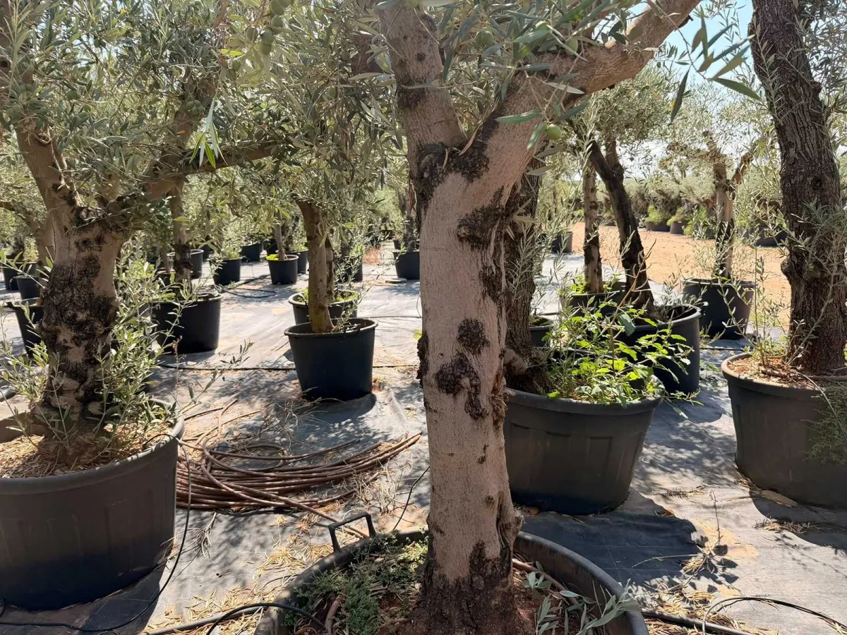 Olive tree
