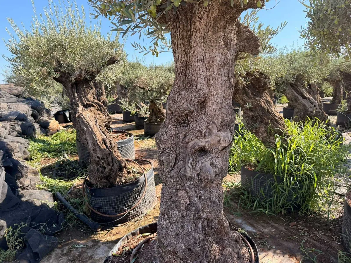 Olive tree