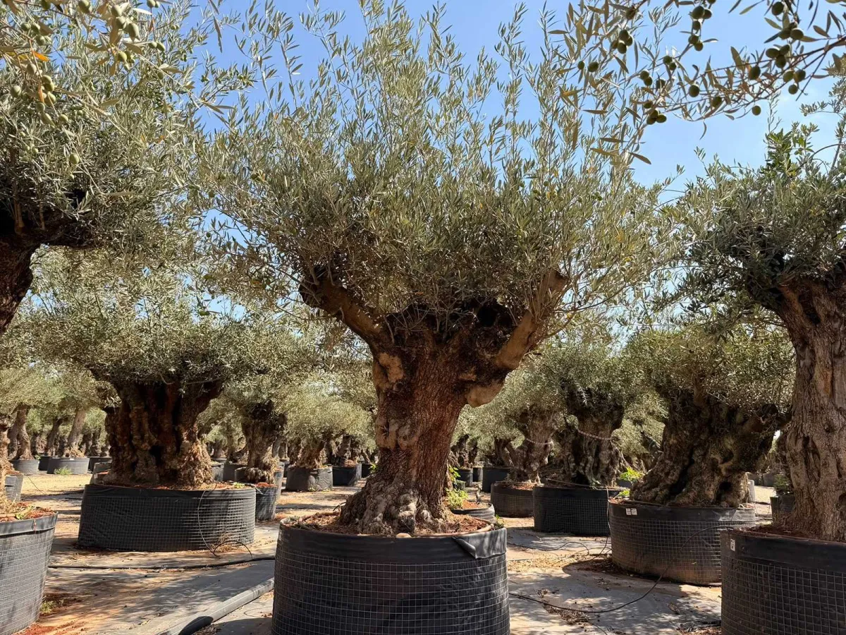 Olive tree