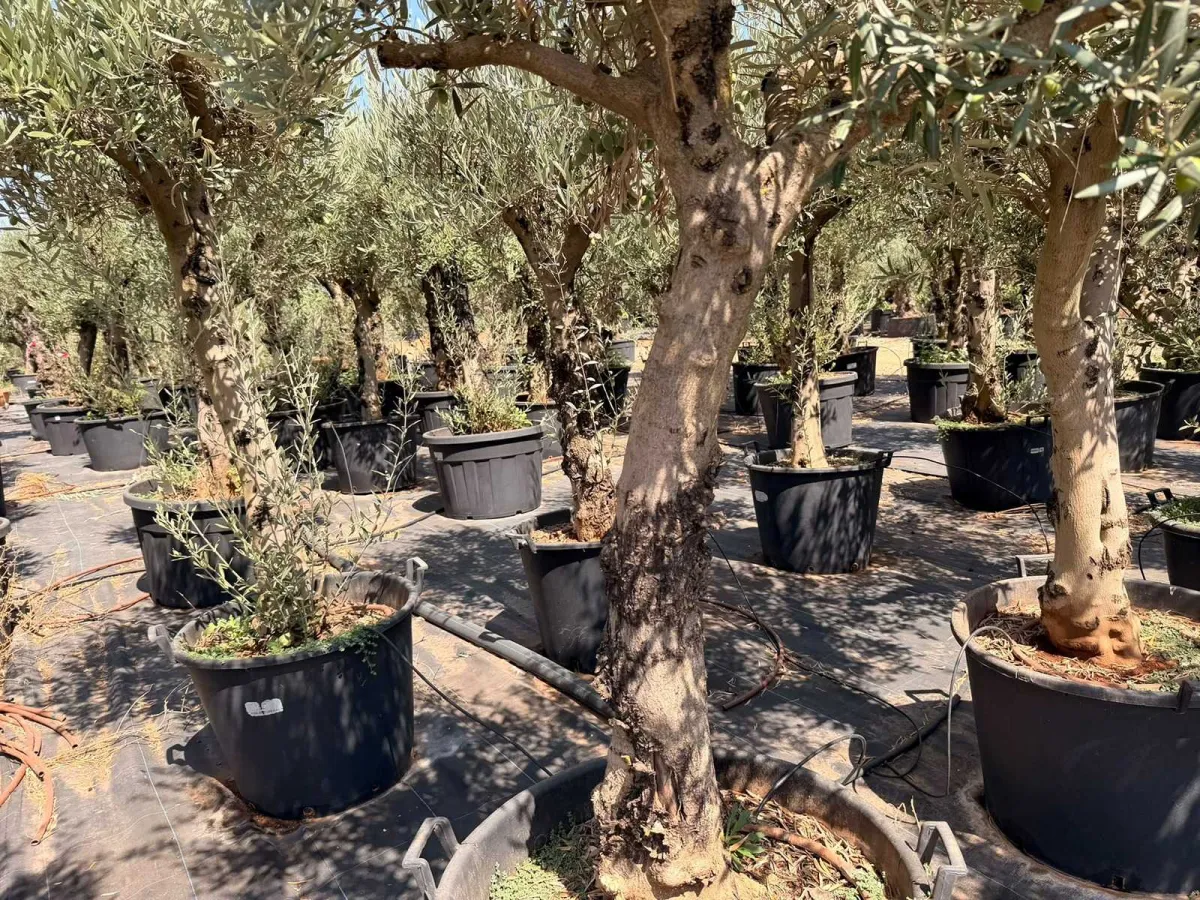 Olive tree
