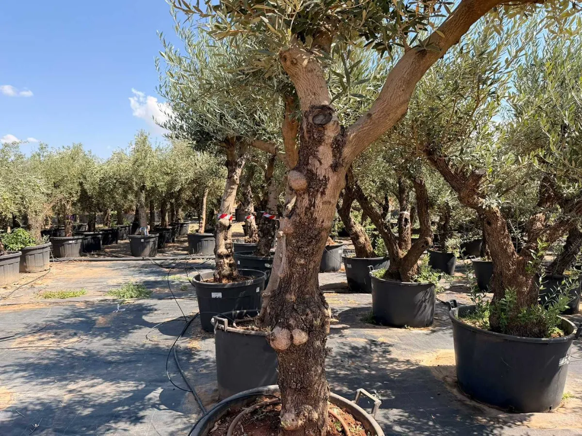 Olive tree
