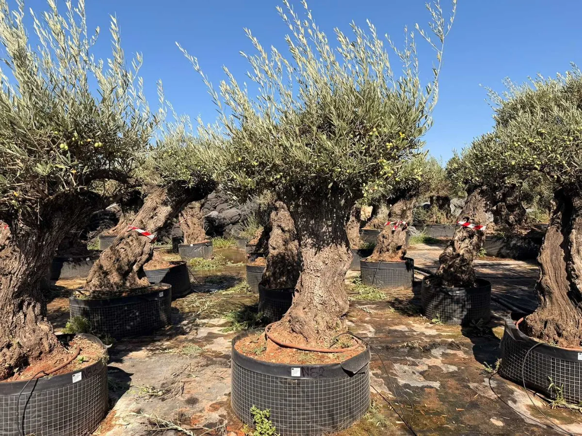 Olive tree