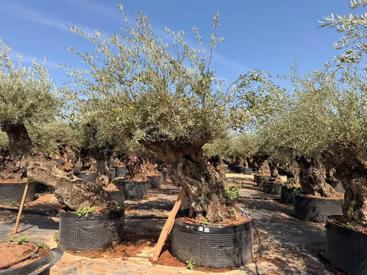 Olive tree