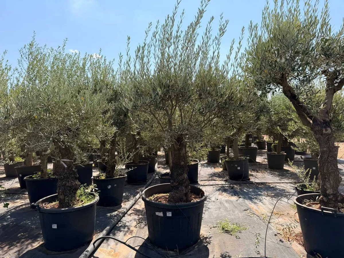 Olive tree
