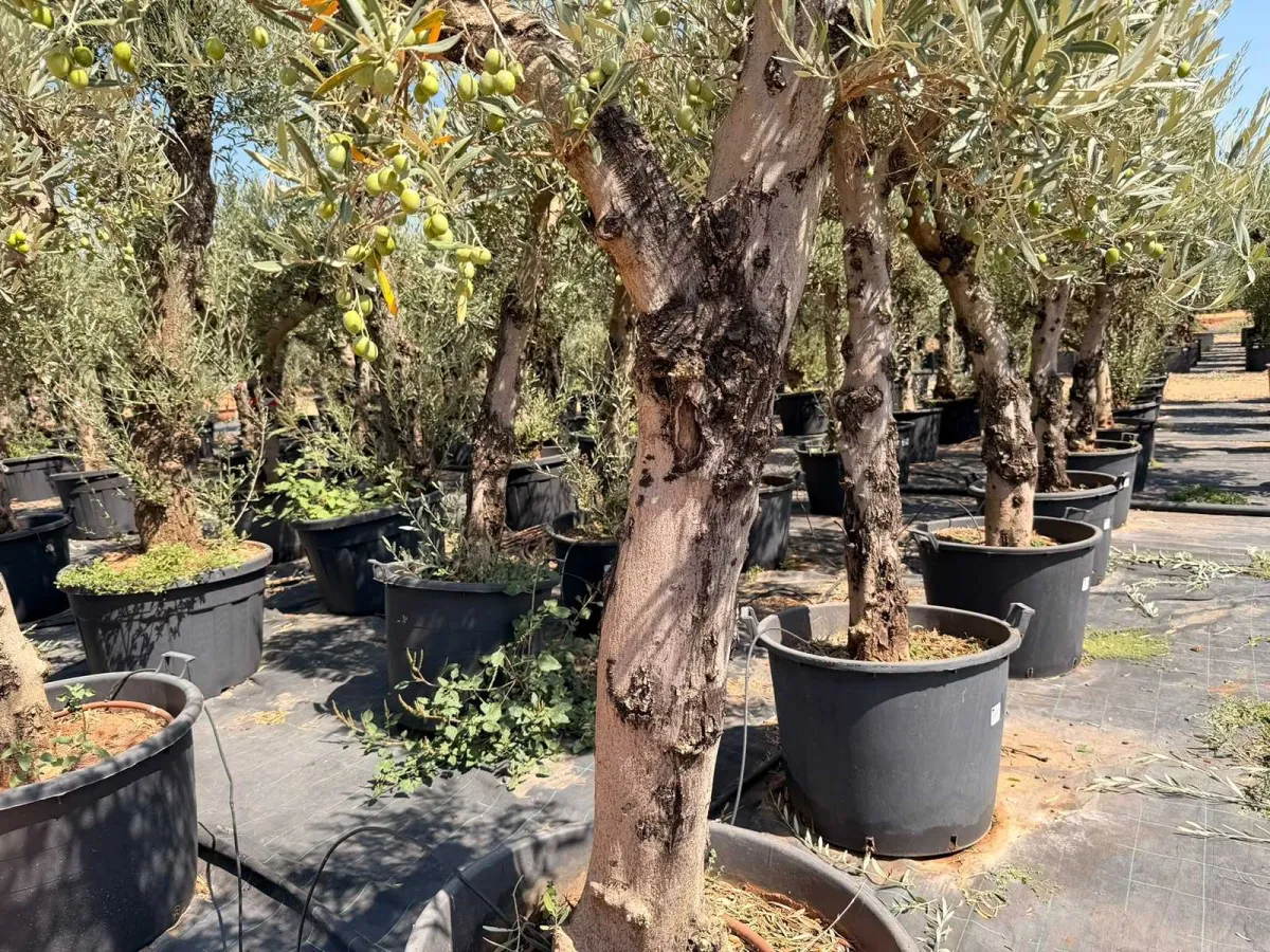 Olive tree
