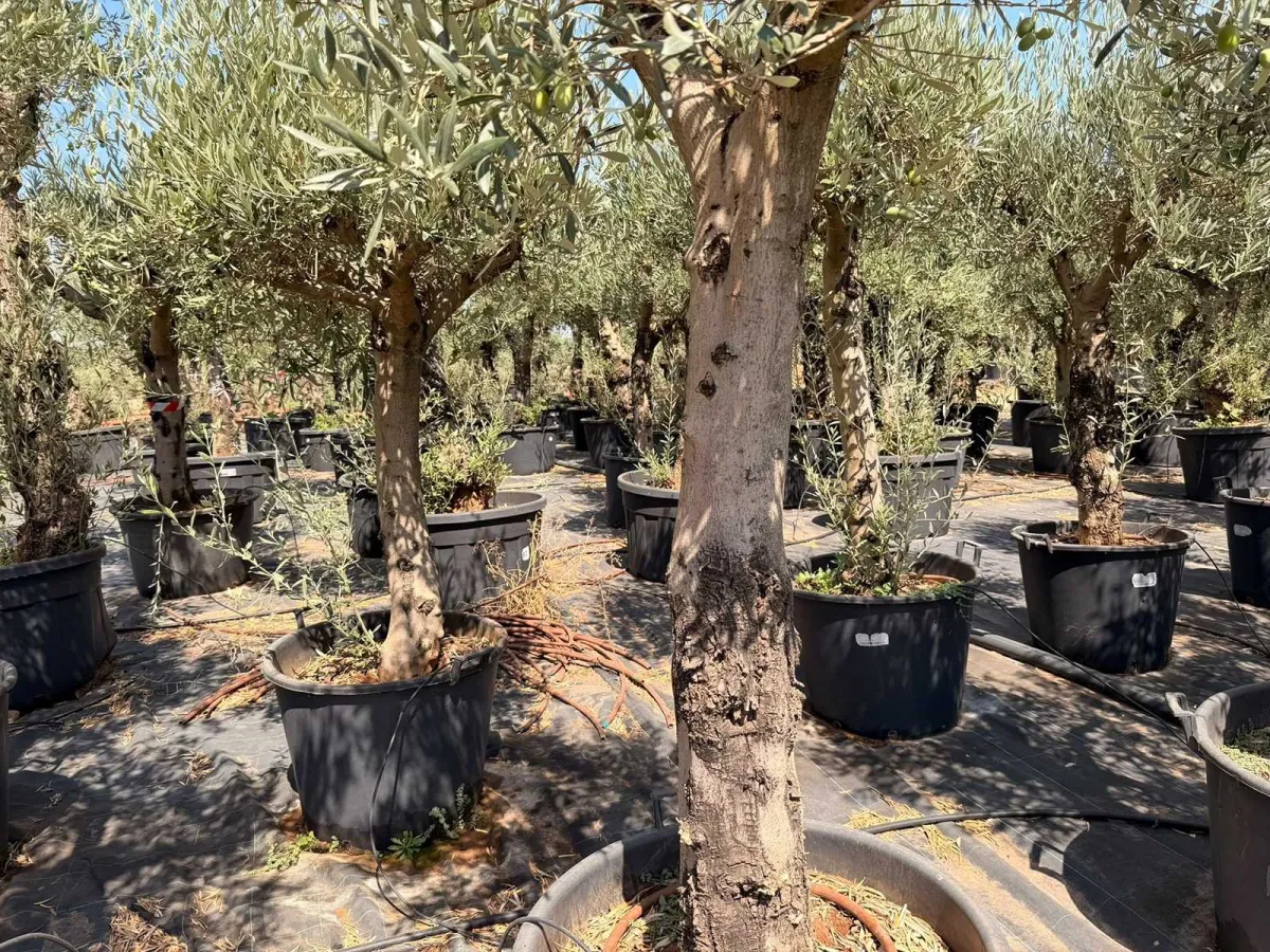 Olive tree